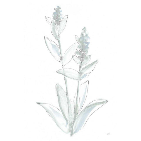 Lambs Ear Sage IV Bleached Black Modern Wood Framed Art Print with Double Matting by Paschke, Chris