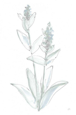 Lambs Ear Sage IV Bleached White Modern Wood Framed Art Print with Double Matting by Paschke, Chris