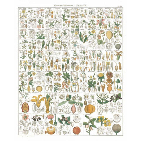 Flora Chart I White Gold Ornate Wood Framed Art Print with Double Matting by Wild Apple Portfolio