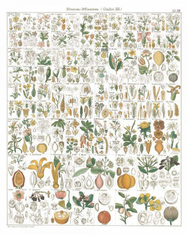 Flora Chart I White White Modern Wood Framed Art Print with Double Matting by Wild Apple Portfolio