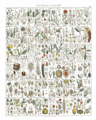 Flora Chart II White Black Ornate Wood Framed Art Print with Double Matting by Wild Apple Portfolio