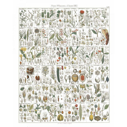 Flora Chart II White Gold Ornate Wood Framed Art Print with Double Matting by Wild Apple Portfolio