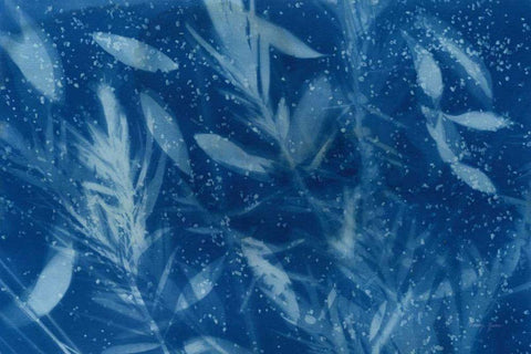 Cyanotype Tropical VII Black Ornate Wood Framed Art Print with Double Matting by Green, Nancy