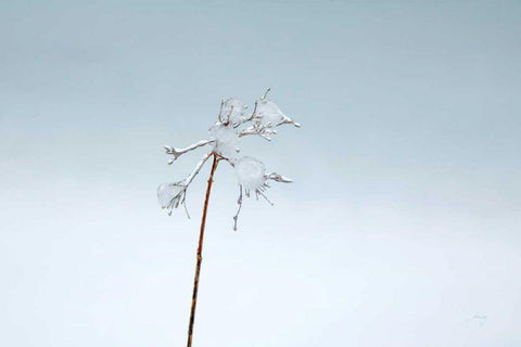 Diamonds in Winter II Black Ornate Wood Framed Art Print with Double Matting by Bradley, Felicity