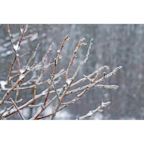 Glistening Branches I White Modern Wood Framed Art Print by Bradley, Felicity