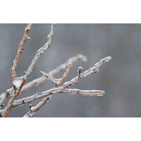 Glistening Branches II Gold Ornate Wood Framed Art Print with Double Matting by Bradley, Felicity