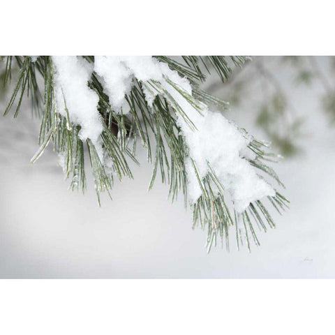 Snowy Bough Gold Ornate Wood Framed Art Print with Double Matting by Bradley, Felicity