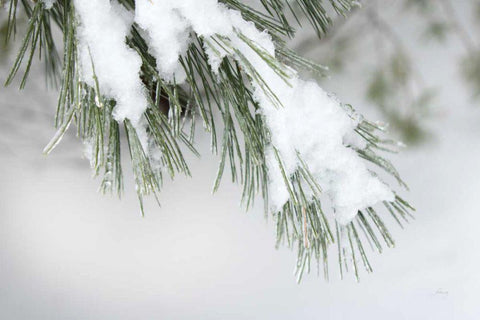 Snowy Bough White Modern Wood Framed Art Print with Double Matting by Bradley, Felicity