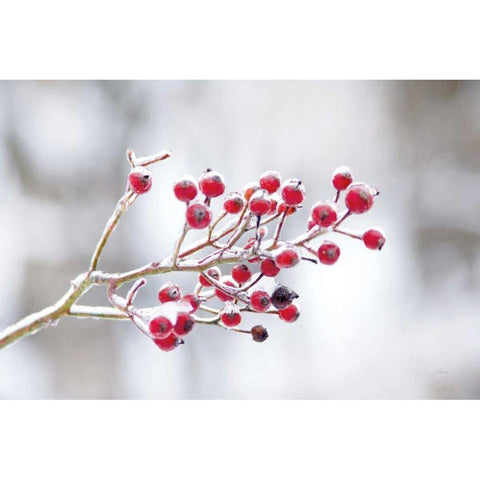 Winter Berries I White Modern Wood Framed Art Print by Bradley, Felicity