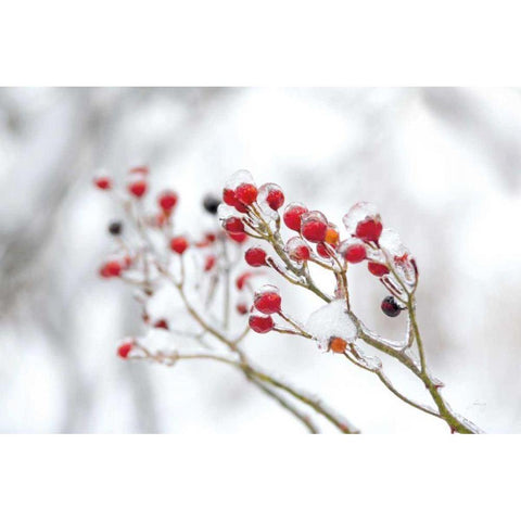 Winter Berries II Gold Ornate Wood Framed Art Print with Double Matting by Bradley, Felicity