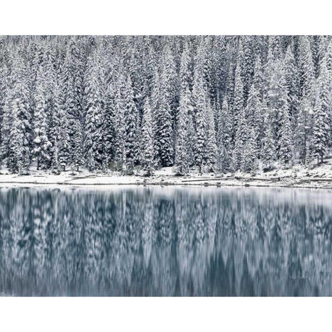 Winter Reflections White Modern Wood Framed Art Print by Majchrowicz, Alan