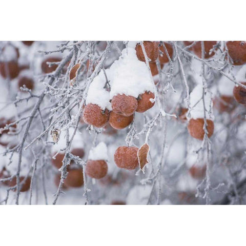 Orchard in Winter White Modern Wood Framed Art Print by Majchrowicz, Alan