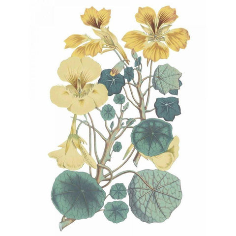 Antique Botanical XVII Cool White Modern Wood Framed Art Print by Wild Apple Portfolio