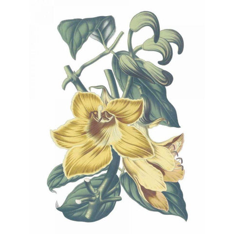 Antique Botanical XVIII Cool Black Modern Wood Framed Art Print with Double Matting by Wild Apple Portfolio