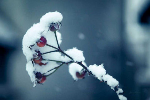 Light and Fluffy Black Ornate Wood Framed Art Print with Double Matting by Eichman, Andre