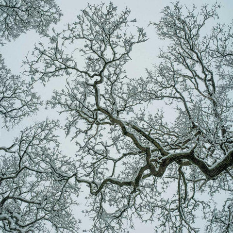 Winter Trees White Modern Wood Framed Art Print with Double Matting by Eichman, Andre