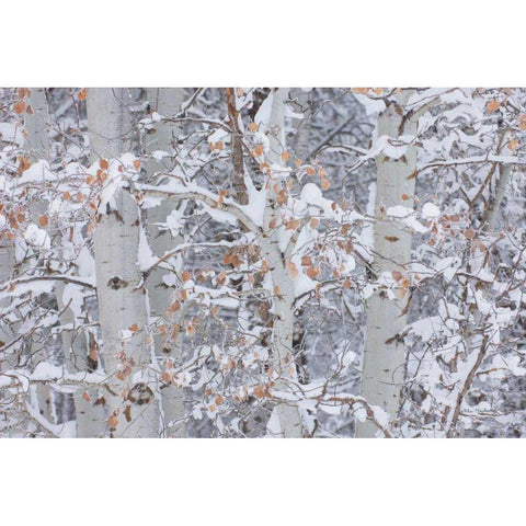 Winter Aspens Closeup Black Modern Wood Framed Art Print with Double Matting by Majchrowicz, Alan