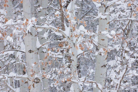 Winter Aspens Closeup Black Ornate Wood Framed Art Print with Double Matting by Majchrowicz, Alan