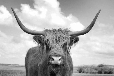 On the Ranch IV BW White Modern Wood Framed Art Print with Double Matting by Eichman, Andre