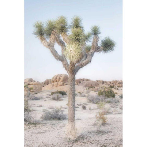 Joshua Tree National Park II White Modern Wood Framed Art Print by Majchrowicz, Alan