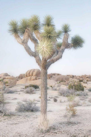 Joshua Tree National Park II White Modern Wood Framed Art Print with Double Matting by Majchrowicz, Alan