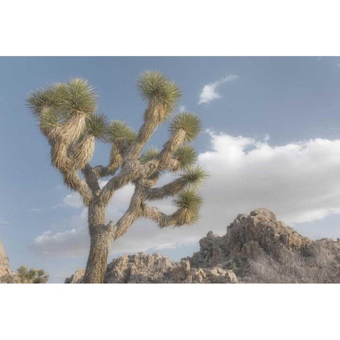 Joshua Tree National Park III White Modern Wood Framed Art Print by Majchrowicz, Alan