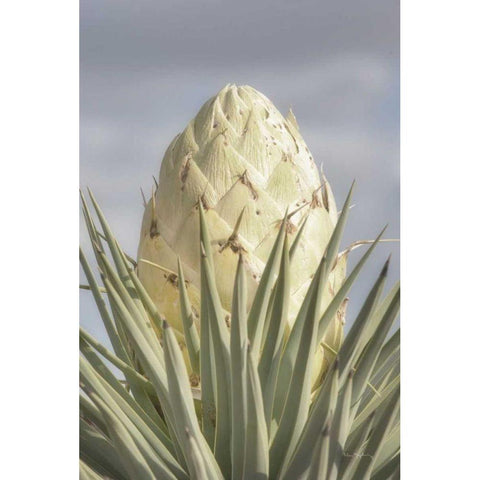 Joshua Tree Black Modern Wood Framed Art Print with Double Matting by Majchrowicz, Alan