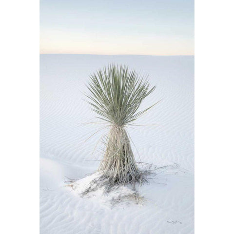 Yucca in White Sands National Monument Black Modern Wood Framed Art Print with Double Matting by Majchrowicz, Alan