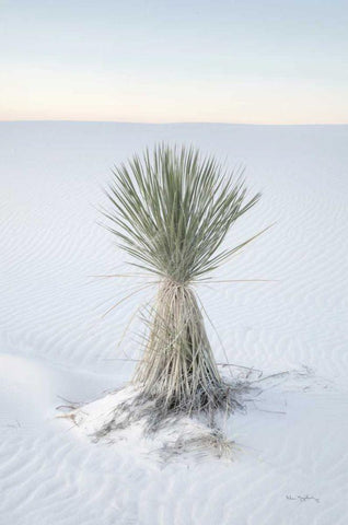 Yucca in White Sands National Monument White Modern Wood Framed Art Print with Double Matting by Majchrowicz, Alan