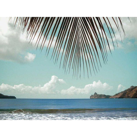 Palm Seashore Black Modern Wood Framed Art Print with Double Matting by Goldstein, Ed