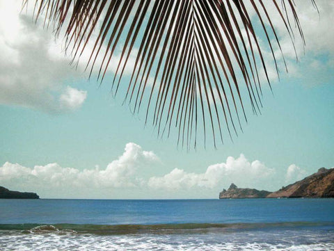 Palm Seashore Black Ornate Wood Framed Art Print with Double Matting by Goldstein, Ed