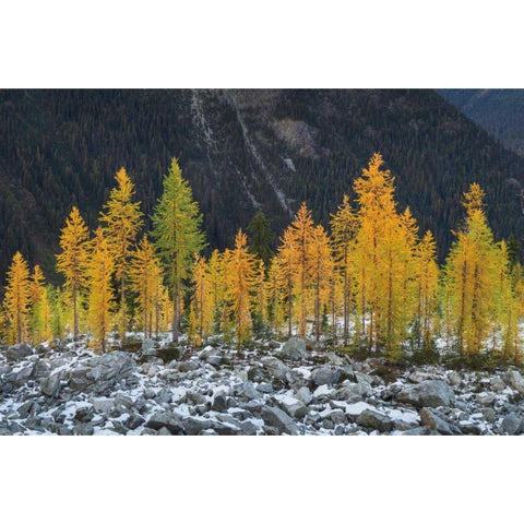 Alpine Larches North Cascades Black Modern Wood Framed Art Print with Double Matting by Majchrowicz, Alan