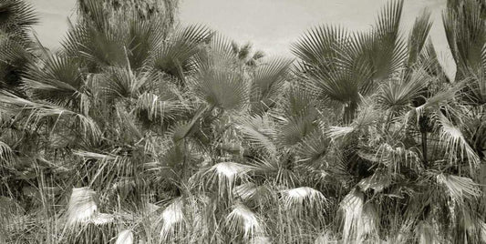 Image Only