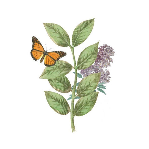 Greenery Butterflies III Black Modern Wood Framed Art Print by Wild Apple Portfolio