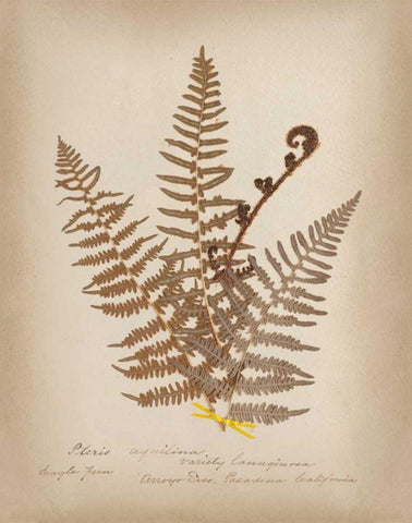 Ferns in Book IV Black Ornate Wood Framed Art Print with Double Matting by Wild Apple Portfolio