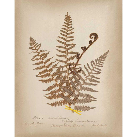 Ferns in Book IV Black Modern Wood Framed Art Print with Double Matting by Wild Apple Portfolio