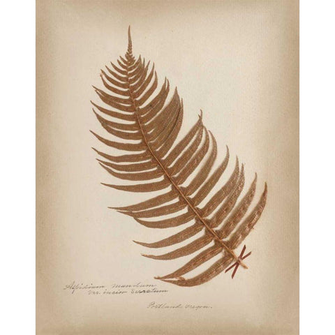 Ferns in Book V Burgundy Gold Ornate Wood Framed Art Print with Double Matting by Wild Apple Portfolio