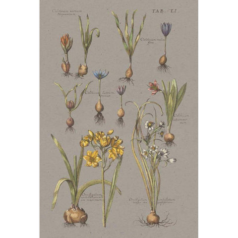 Florilegium II Gray Gold Ornate Wood Framed Art Print with Double Matting by Wild Apple Portfolio