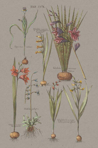 Florilegium III Gray White Modern Wood Framed Art Print with Double Matting by Wild Apple Portfolio