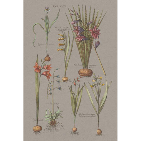 Florilegium III Gray Black Modern Wood Framed Art Print with Double Matting by Wild Apple Portfolio