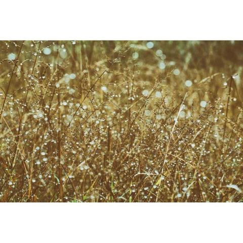 Dew on Grasses White Modern Wood Framed Art Print by Aledanda