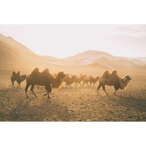 Camels on the Move White Modern Wood Framed Art Print by Aledanda