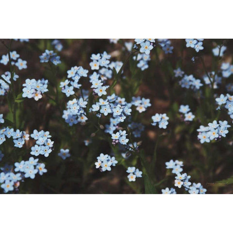 Forget Me Nots I Gold Ornate Wood Framed Art Print with Double Matting by Marshall, Laura