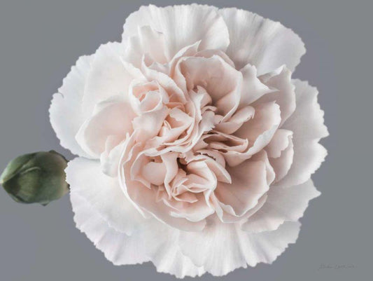 Image Only