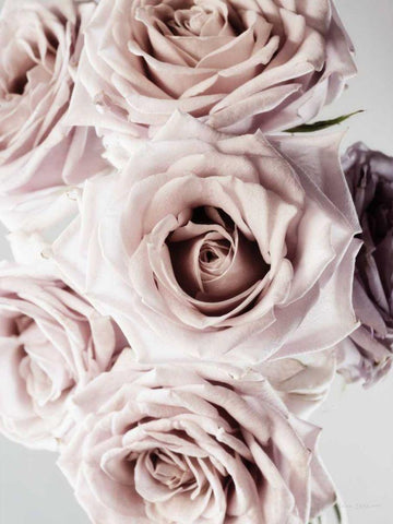 Dusty Rose Cluster White Modern Wood Framed Art Print with Double Matting by Catterall, Elise
