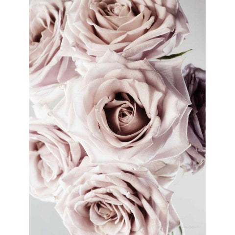 Dusty Rose Cluster Black Modern Wood Framed Art Print by Catterall, Elise