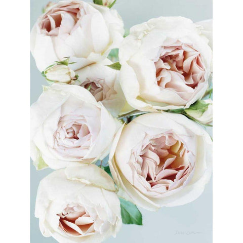 Early David Austin Roses Black Modern Wood Framed Art Print with Double Matting by Catterall, Elise