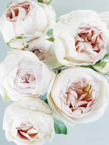 Early David Austin Roses White Modern Wood Framed Art Print with Double Matting by Catterall, Elise