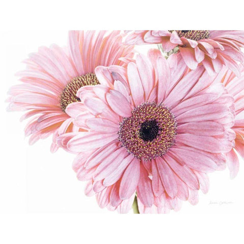 Pastel Gerbera Daisies White Modern Wood Framed Art Print by Catterall, Elise