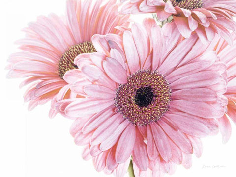 Pastel Gerbera Daisies Black Ornate Wood Framed Art Print with Double Matting by Catterall, Elise